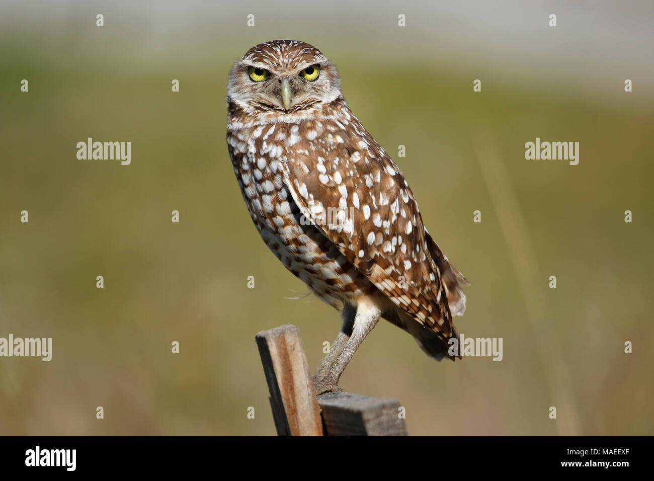 Scavando la civetta (Athene cunicularia) seduti su un palo di legno Foto Stock