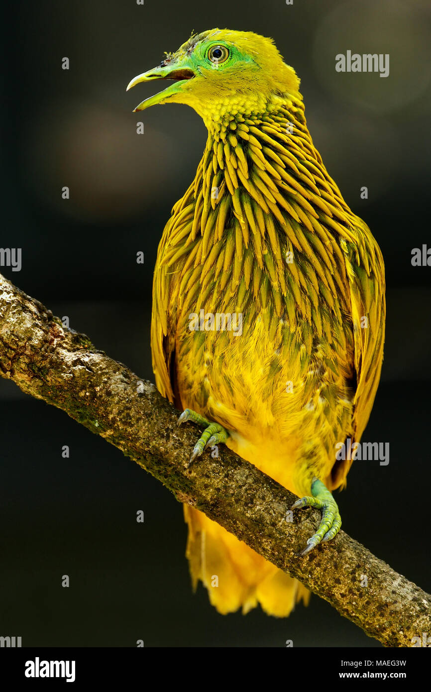 Colomba d'oro (Ptilinopus luteovirens) seduto su un albero, isola di Viti Levu, Fiji. Frutto d'oro colomba è endemica di foreste di Viti Levu e altri Fijian Foto Stock