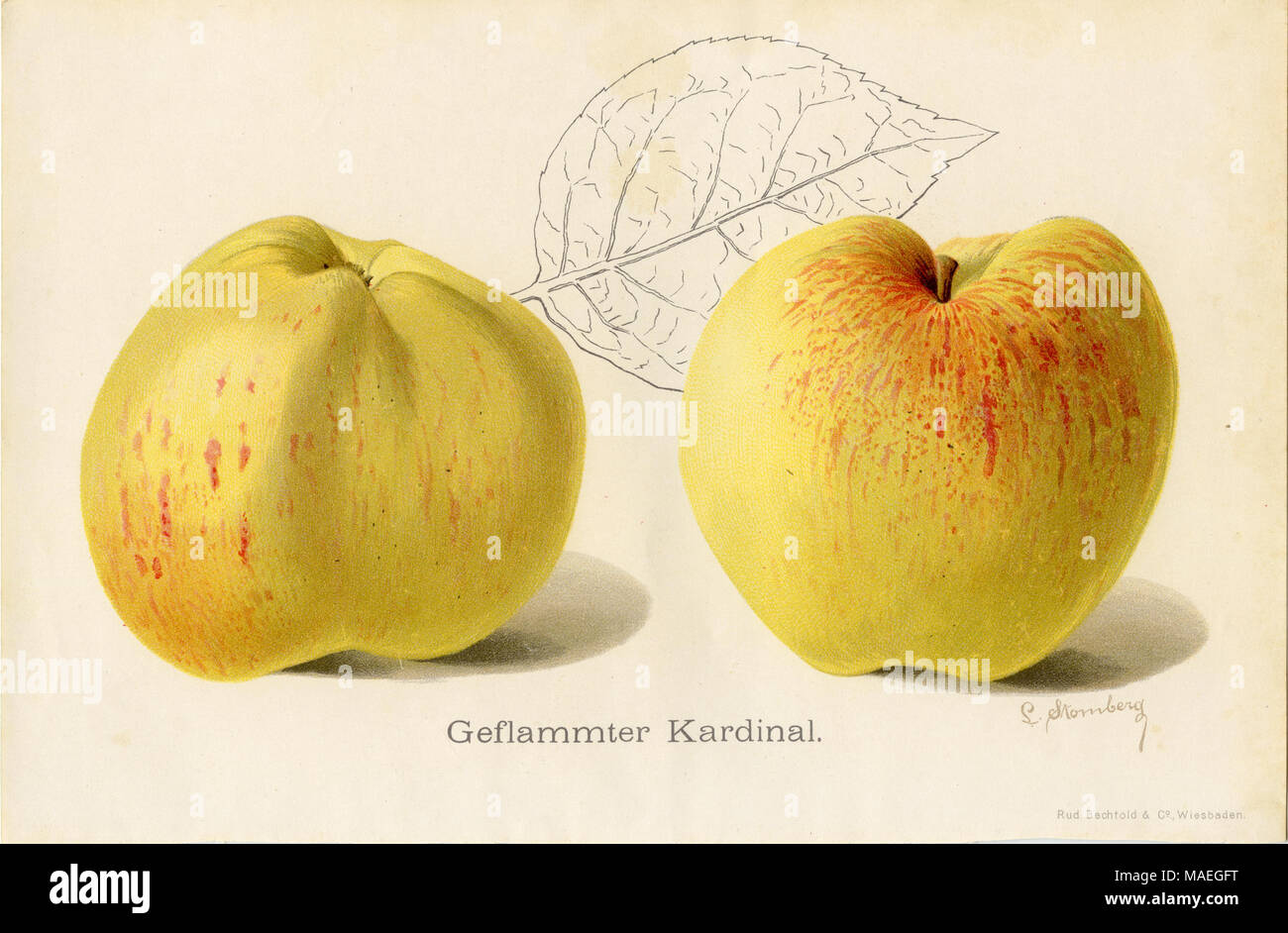 Apple e varietà: fiammata cardinale, L. Stromberg, creato , pubblicato Foto Stock