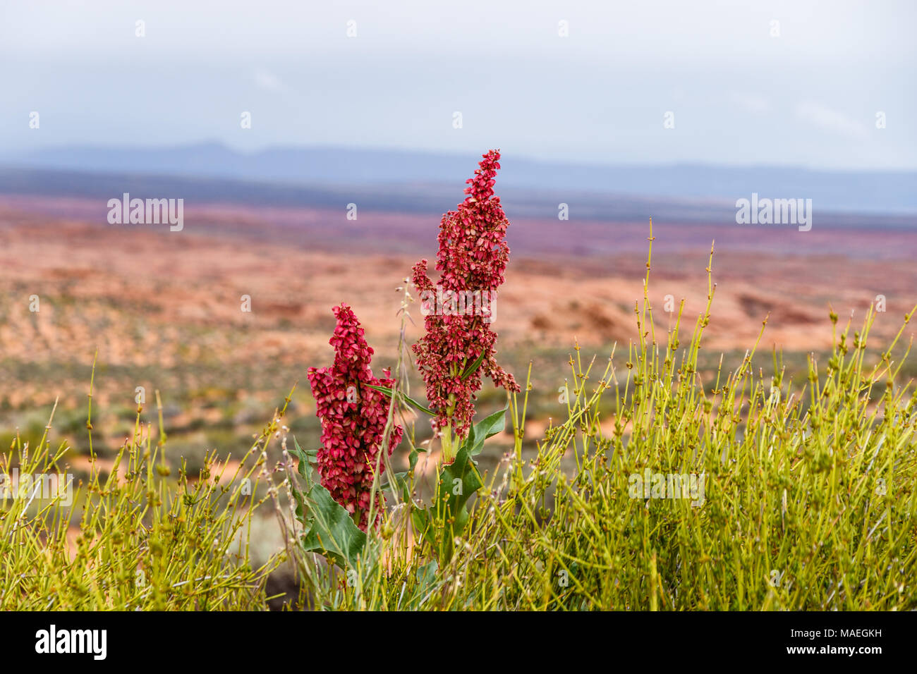 Amaranto Rosso fiorisce sul pendio di una collina a nord del deserto Arizonan in background. Nei pressi di Grand Canyon della curva a ferro di cavallo. Foto Stock