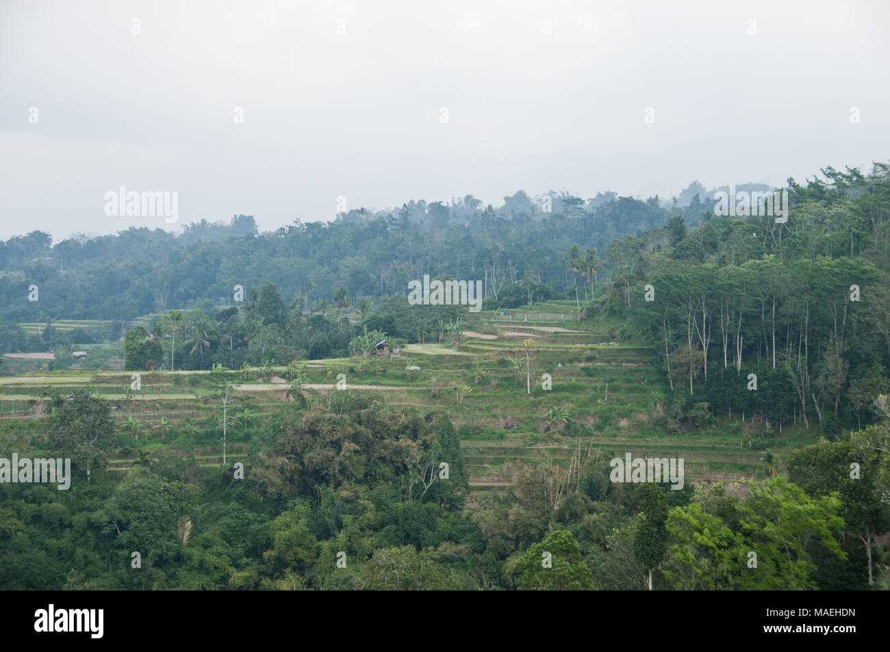 Verdi risaie a terrazza orticoltura plantation sulla montagna nebbioso Foto Stock