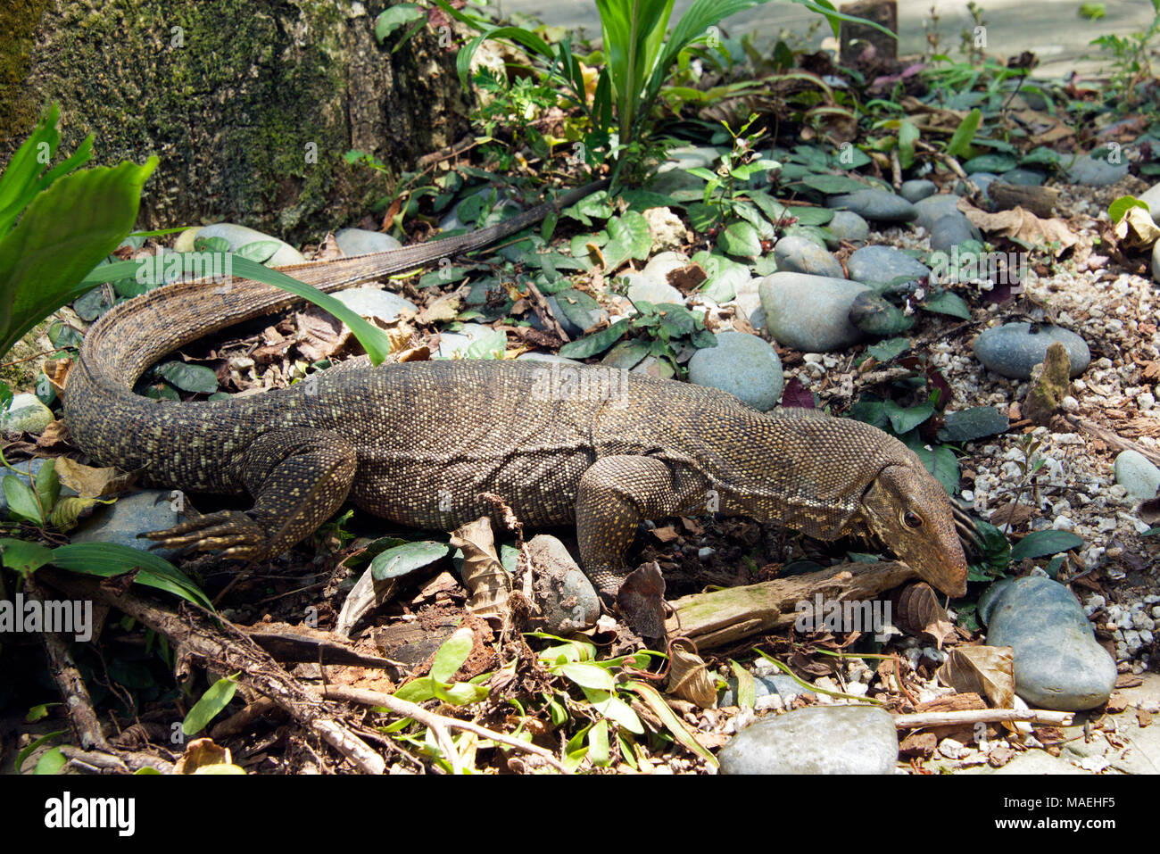 Monitor lizard Giardini Botanici di Kuala Lumpur in Malesia Foto Stock