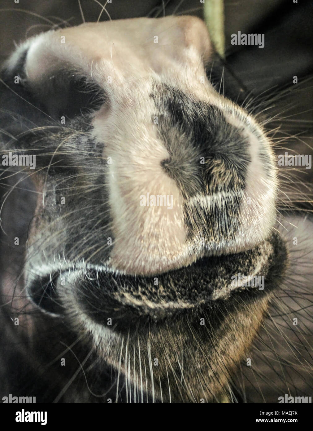 Labbra cavallo, usciti fuori attraverso le sbarre della cella Foto Stock