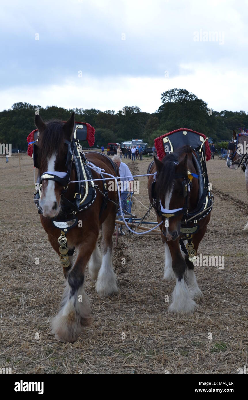 Shire horse team di aratura. Foto Stock