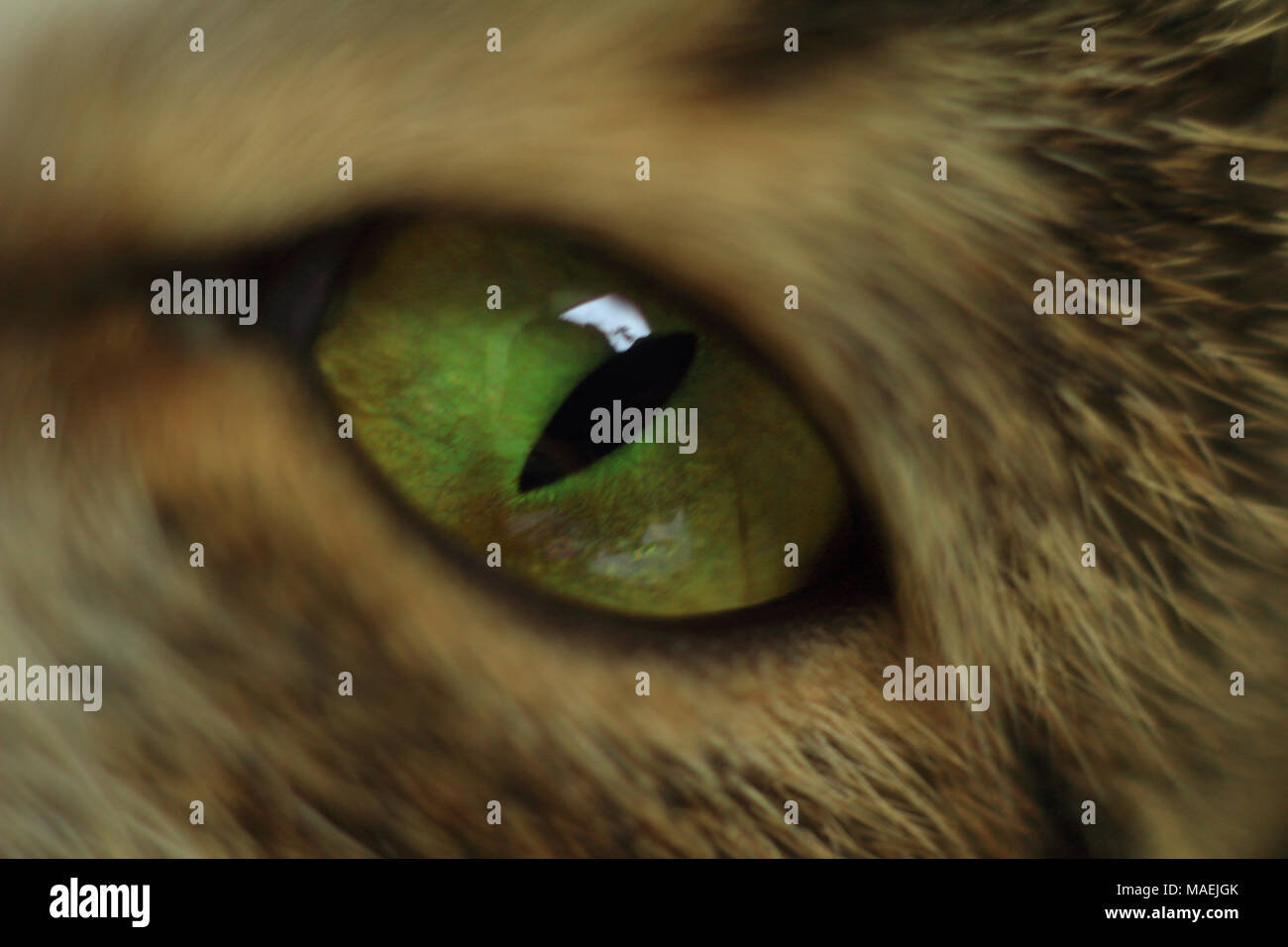 Occhi di gatto - Close-Up. Dettagli di un occhio di gatto di guardare direttamente la fotocamera Foto Stock