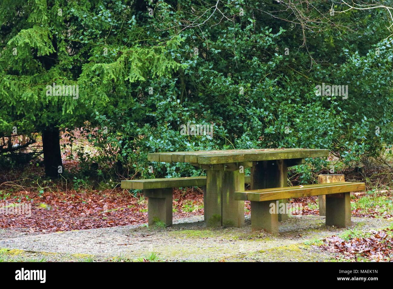 Picnic in legno tavolo e panche in foresta umida dalla pioggia Foto Stock Picnic in legno tavolo e panche in foresta umida dalla pioggia Foto Stock