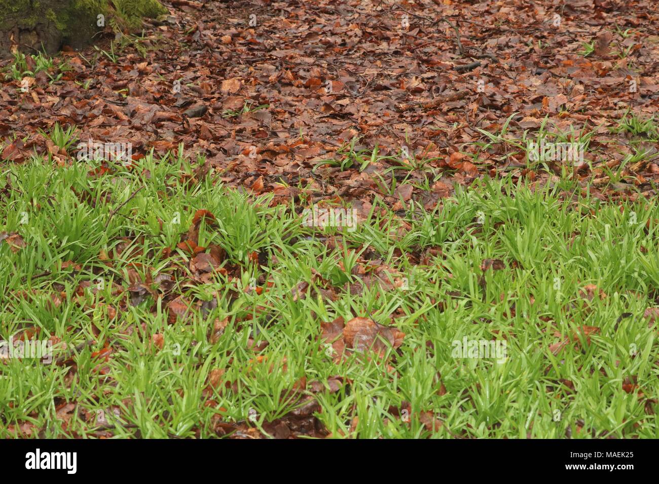 La vibrante erba verde sul suolo della foresta in primavera Foto Stock