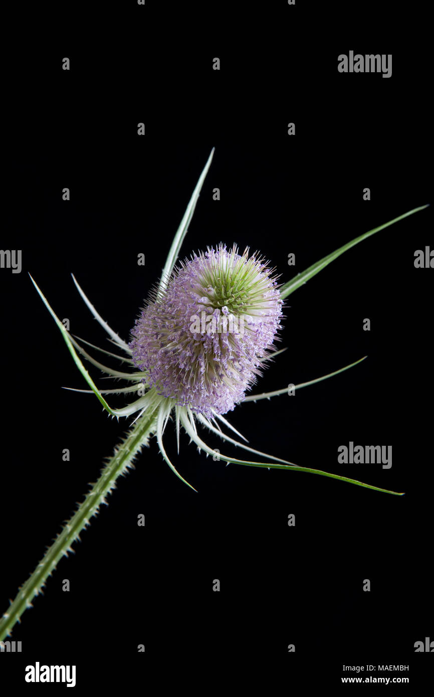 Una fioritura selvatica teasel Dipsacus fullonum, Dorset England Regno Unito GB fotografato su uno sfondo nero in un studio Foto Stock