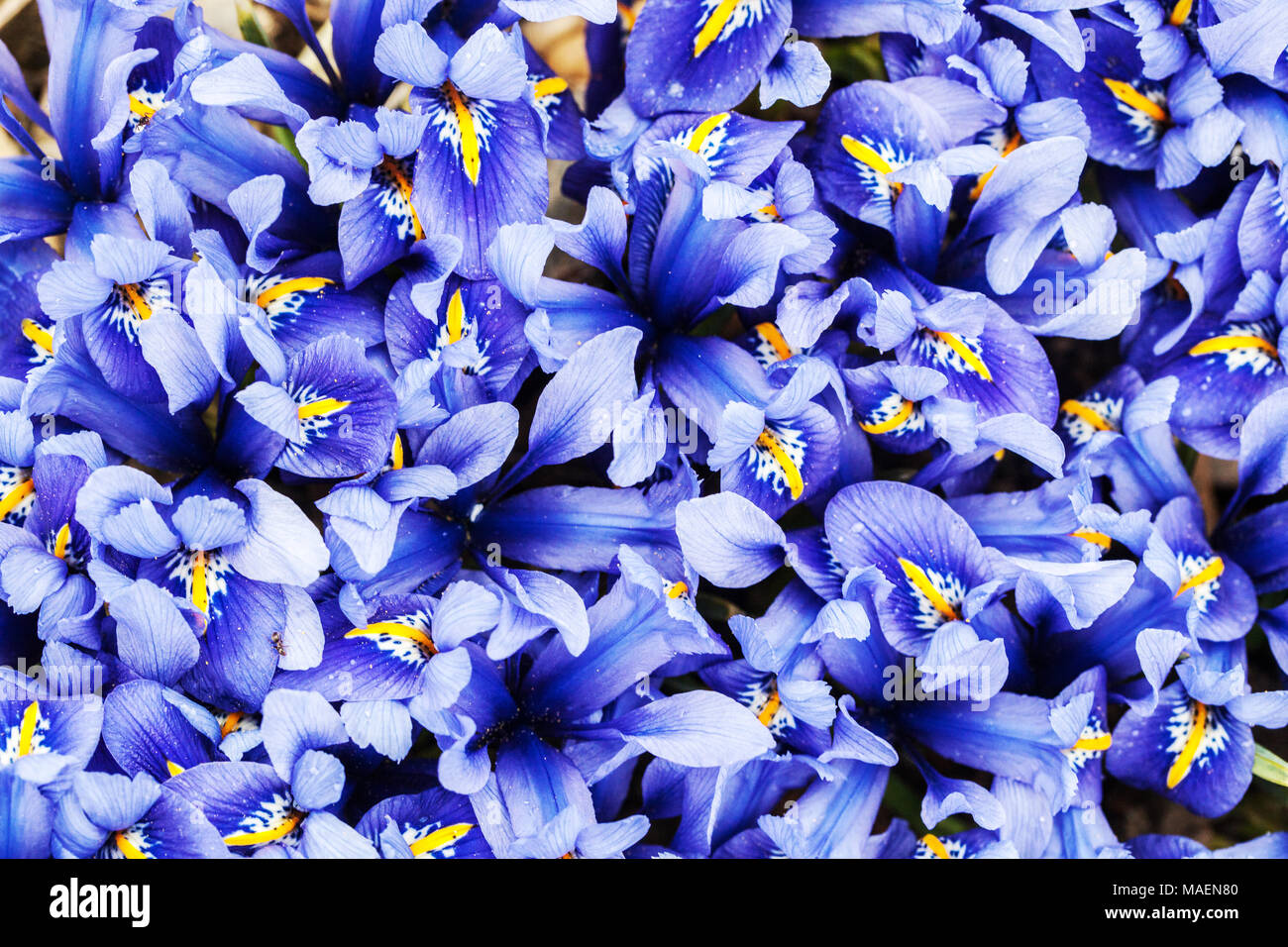 Iris reticulata Joyce Nano blu iride fiore Irises fiori Foto Stock