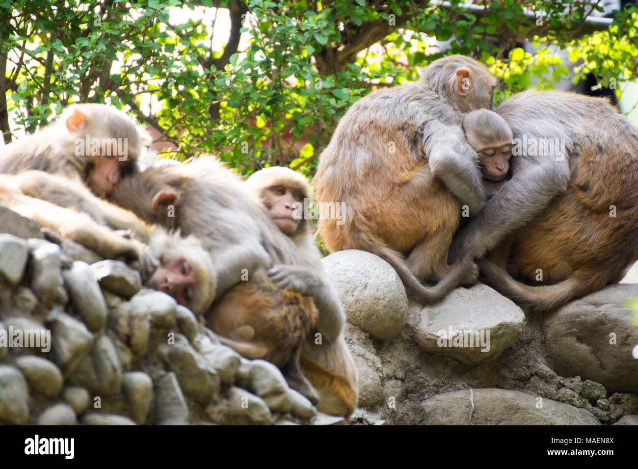 Sleeping scimmie Foto Stock