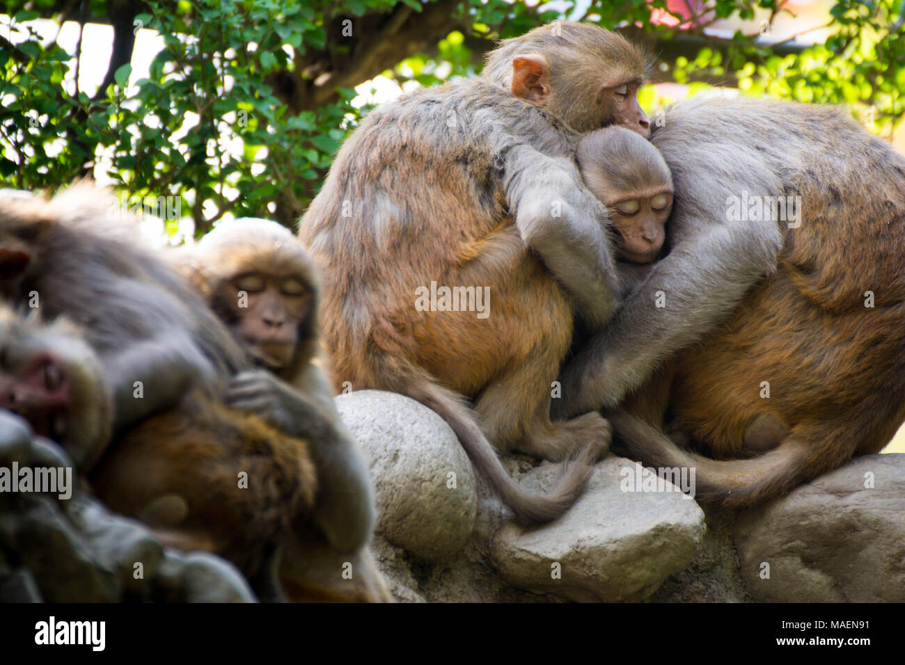 Sleeping scimmie Foto Stock