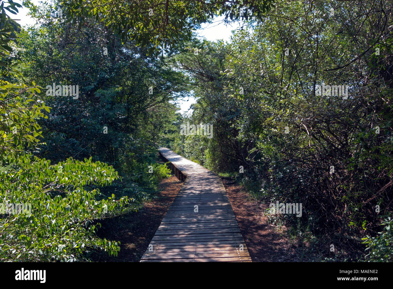 Ombreggiato vuota passerella in legno che conduce attraverso il verde della vegetazione delle paludi a St Lucia Estuary in Zululand, KwaZulu Natal, Sud Africa Foto Stock