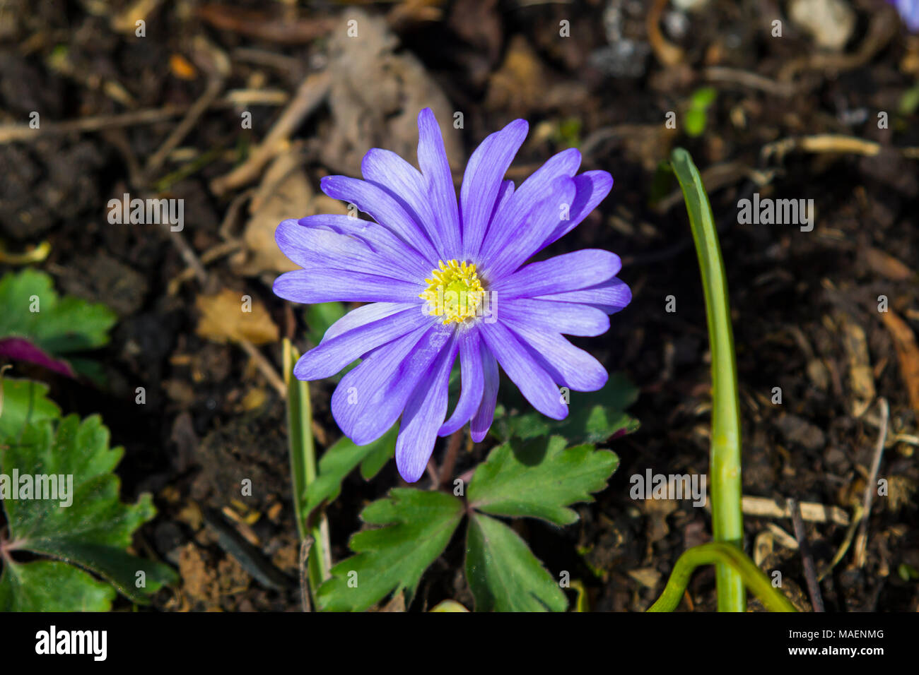 Un unico viola blanda anemone in un giardino urbano in primavera Foto Stock