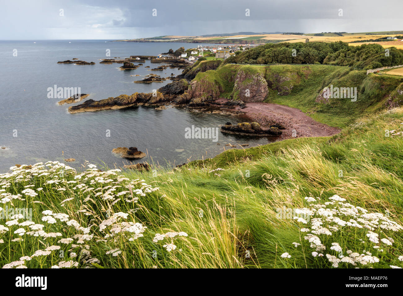 Vista verso St Abbs da St Abb di testa, Berwickshire, Scozia Foto Stock
