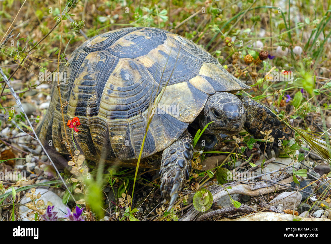 Testuggine comune (Testudo graeca) tartaruga greca, o sperone-thighed tortoise amongs tgrass e fiori Foto Stock