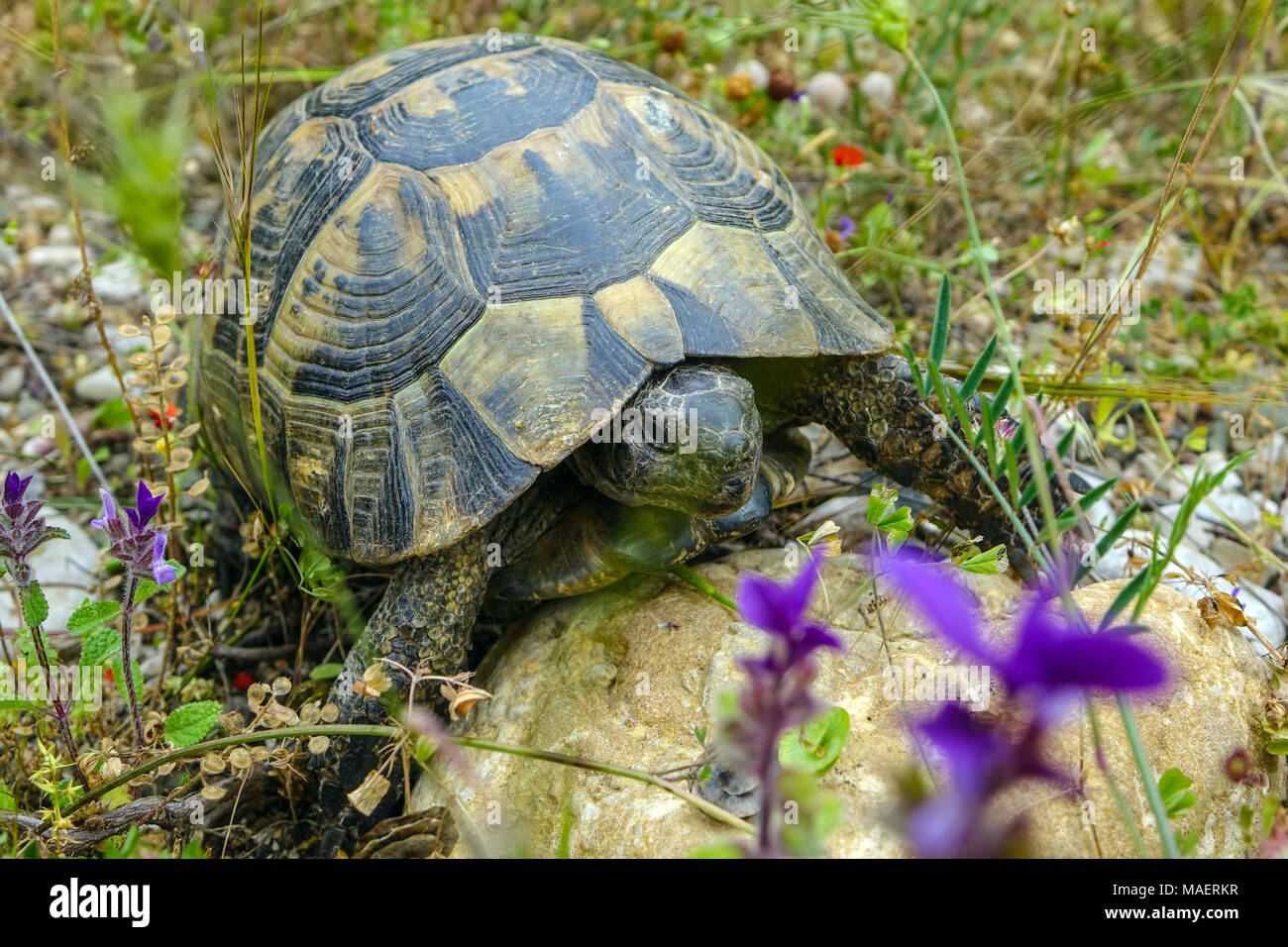 Testuggine comune (Testudo graeca) tartaruga greca, o sperone-thighed tortoise amongs tgrass e fiori Foto Stock