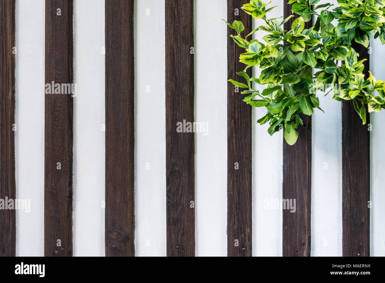 Pareti in legno con edera rampicante. Hedera. Recinzione di bianco con strisce verticali di colore marrone listelli di legno e bellissima pianta verde nell'angolo. Foto Stock
