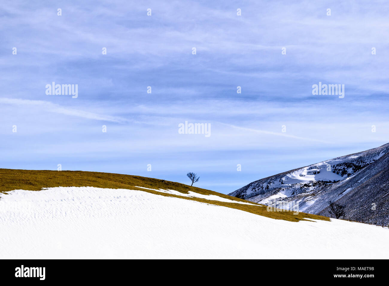 Un Lone Tree sulla coperta di neve hillside sui Pennines vicino Dufton in Cumbria Foto Stock