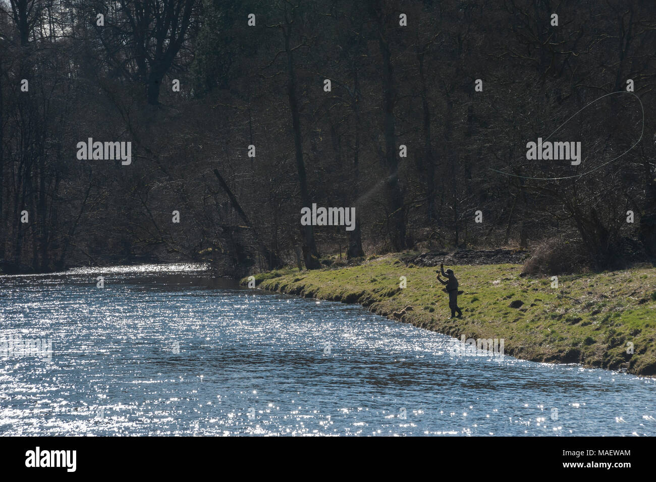 La pesca del salmone in primavera sul fiume Teith, Perthshire Scozia Scotland Foto Stock