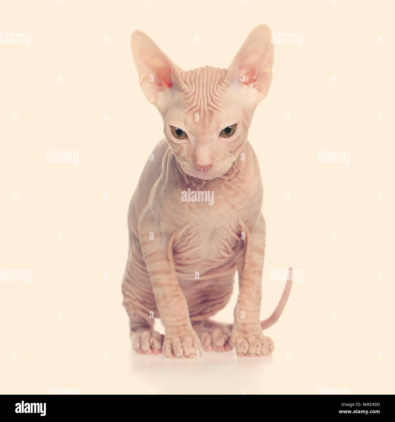 Gattino glabre don sphynx Foto Stock