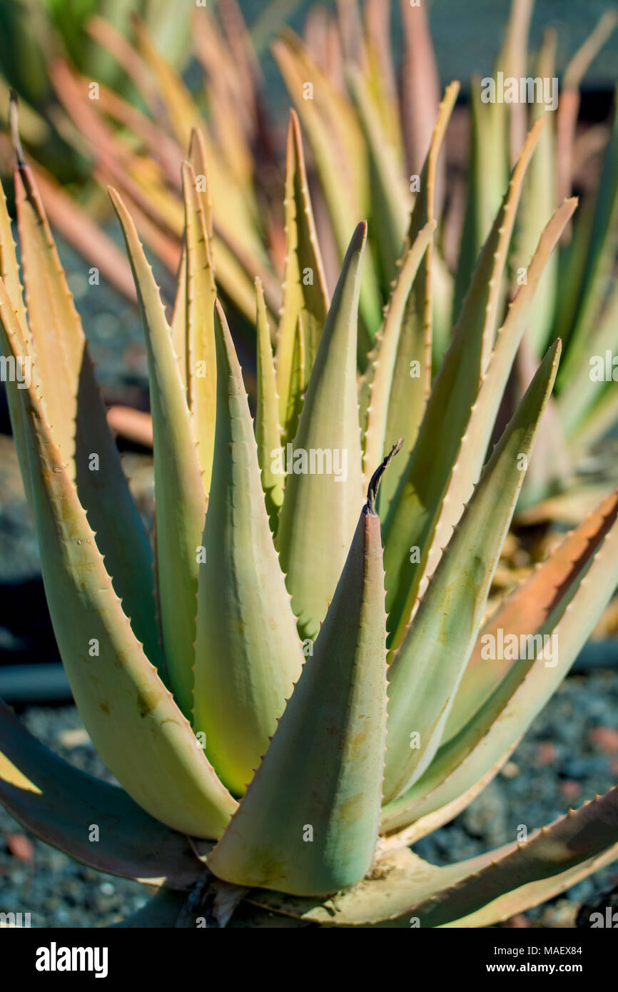 aloe per pelle