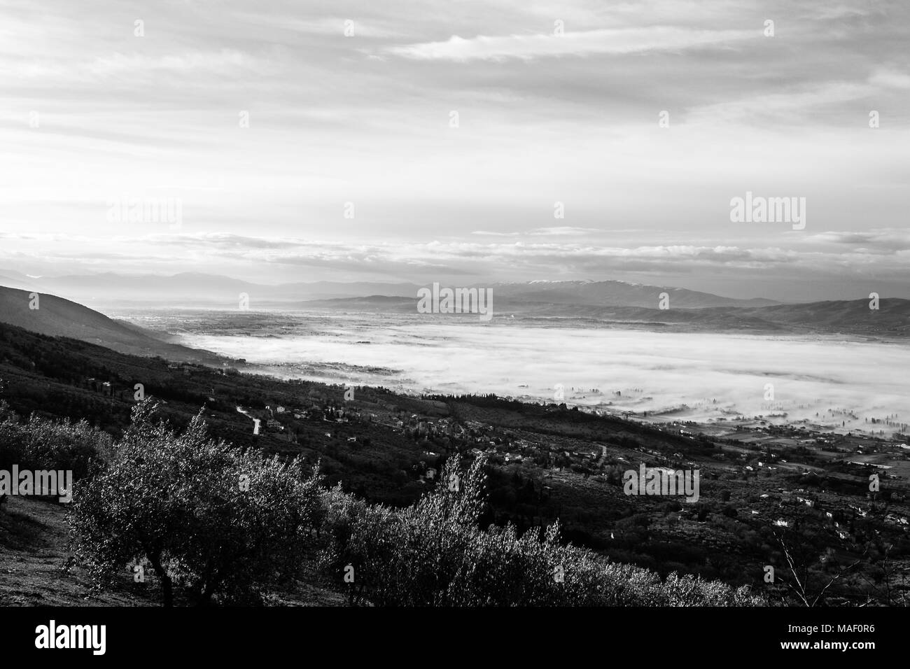 Splendida vista della valle umbra in un inverno mattina, con la nebbia che copre gli alberi e le case e piante di olivo in primo piano Foto Stock