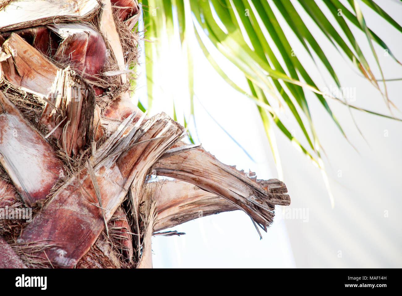 Verde Tropical brown Palm tree, luce tenda da sole con sfondo di riflessione Foto Stock