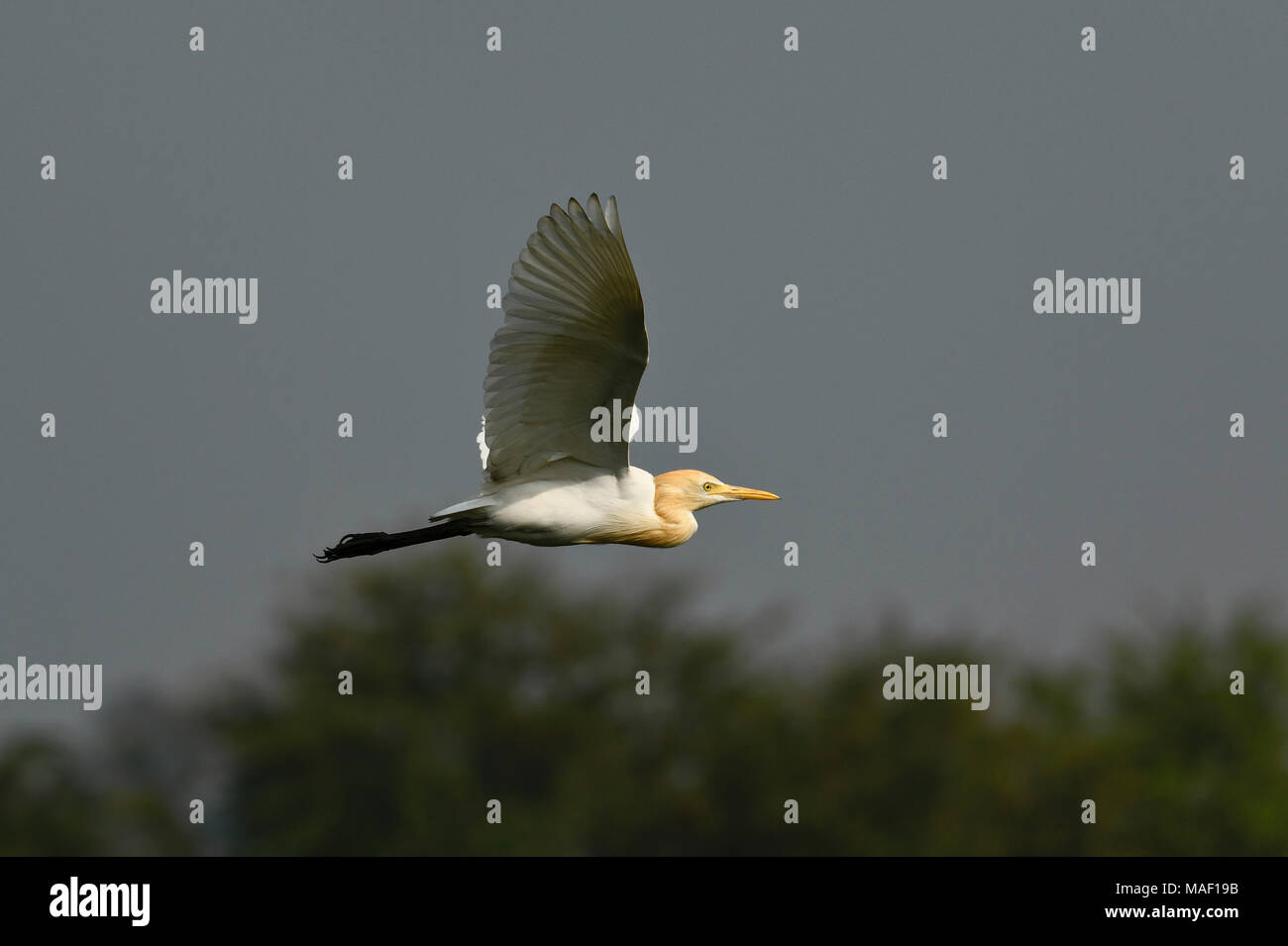 Bird:Close up di airone bianco in volo Foto Stock