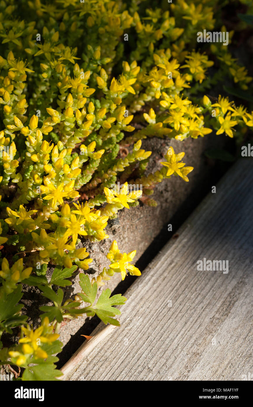 Goldmoss stonecrop, Gul fetknopp (Sedum acre) Foto Stock