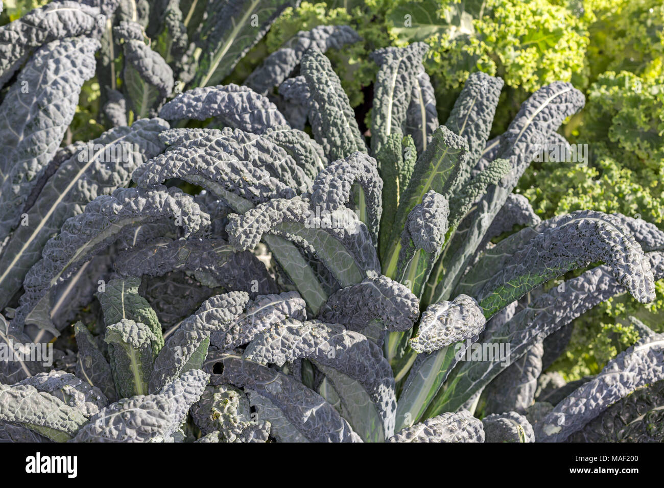 "Nero di Toscana precoce Kale, Palmkål (Brassica oleracea) Foto Stock