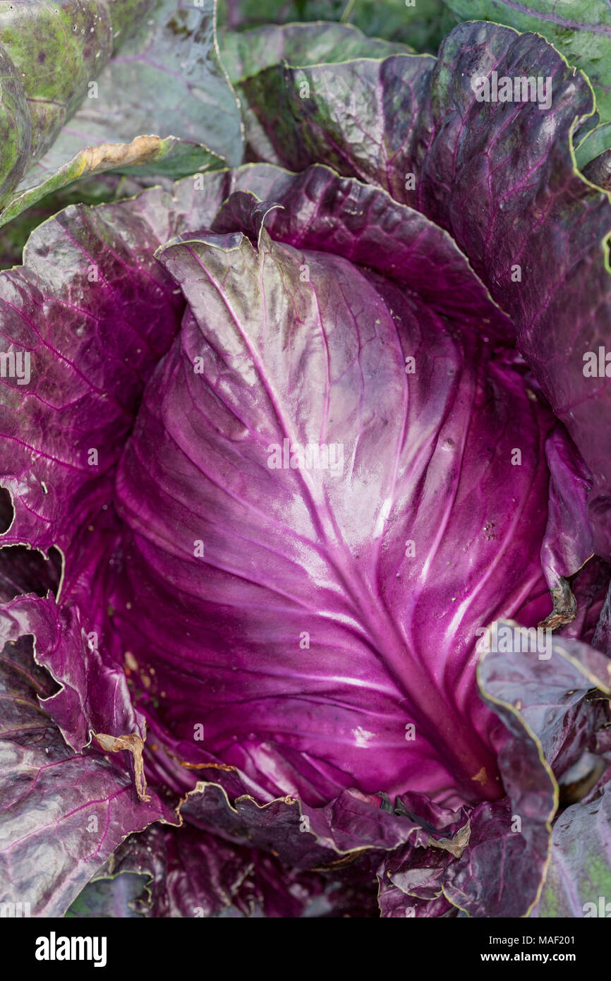 "Kalibos appuntite di cavolo, Spetskål (Brassica oleracea) Foto Stock