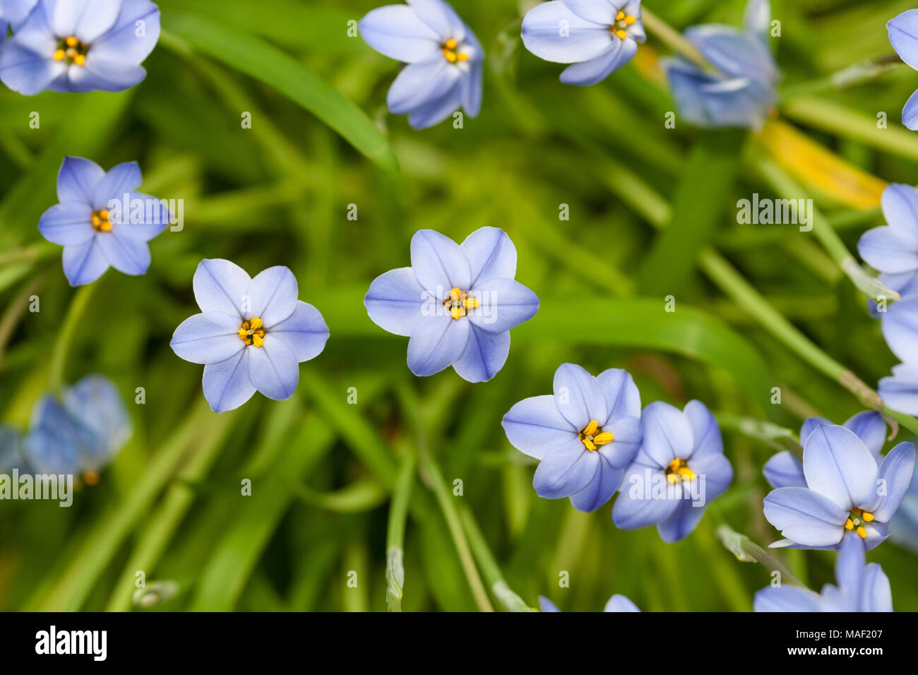 "Rolf Fiedler' Spring Starflower, Vårlilja (Tristagma uniflorum) Foto Stock