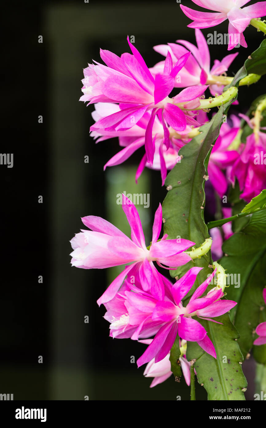 Il tedesco imperatrice, Drottningkaktus (Disocactus phyllanthoides) Foto Stock