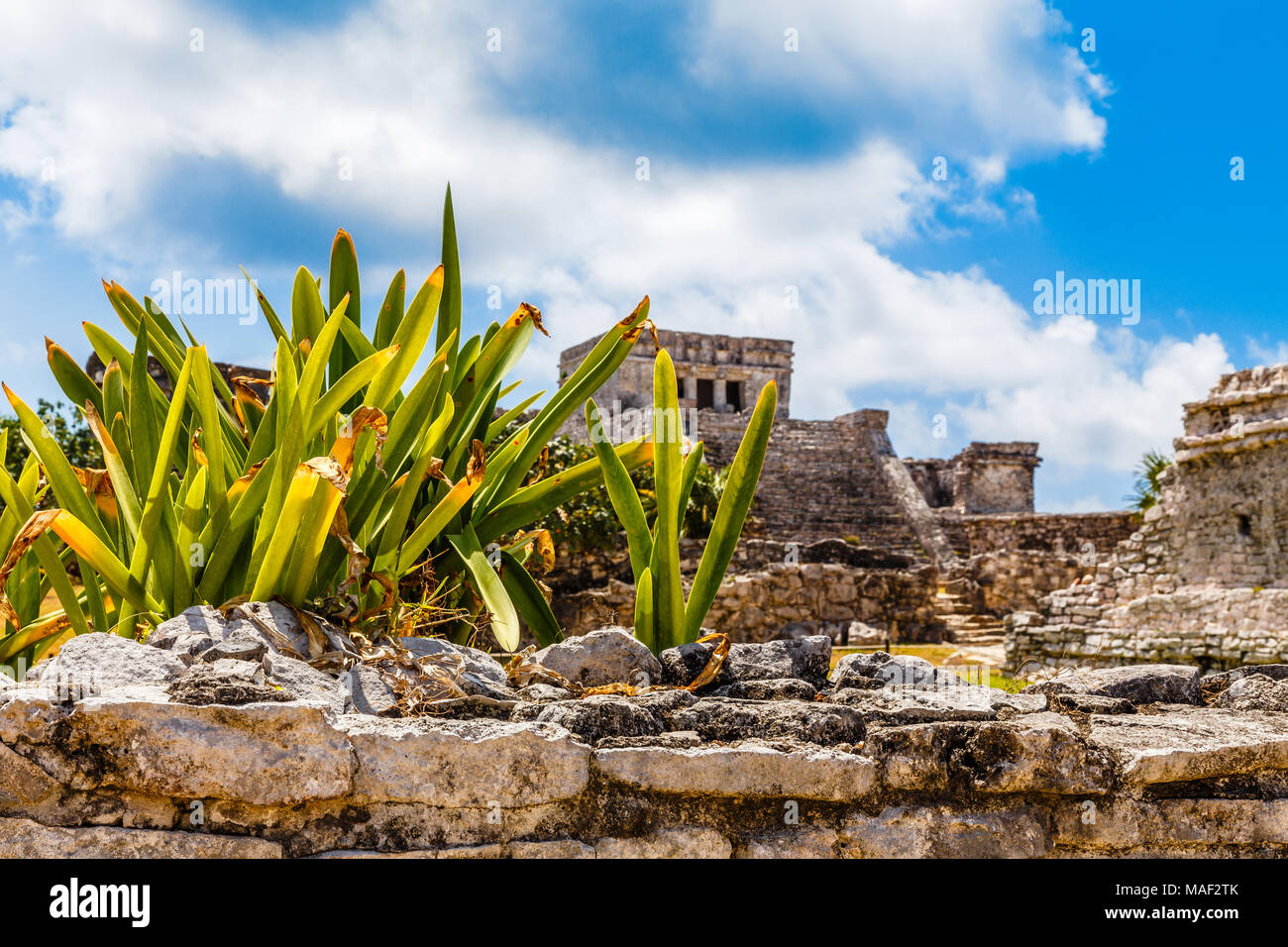 Agave impianto sul vecchio rovinato parete con antico tempio Maya in background, Tulum, Yucatan, Messico Foto Stock