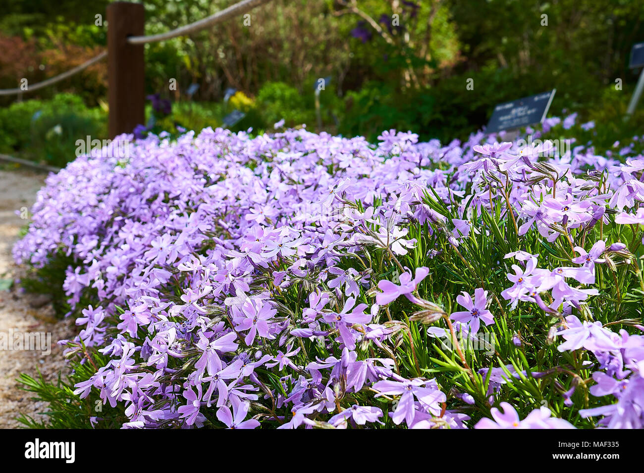 Un mazzetto di violetta Phlox subulata Pyunggang nel Giardino Botanico di Pocheon, Corea del Sud. Foto Stock