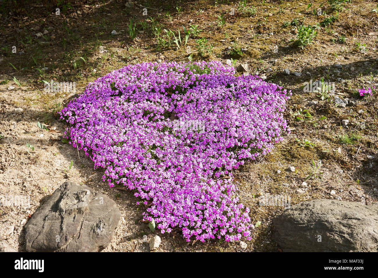 Un mazzetto di violetta Phlox subulata formando una forma di cuore in Pyunggang Giardino Botanico a Pocheon, Corea del Sud. Foto Stock