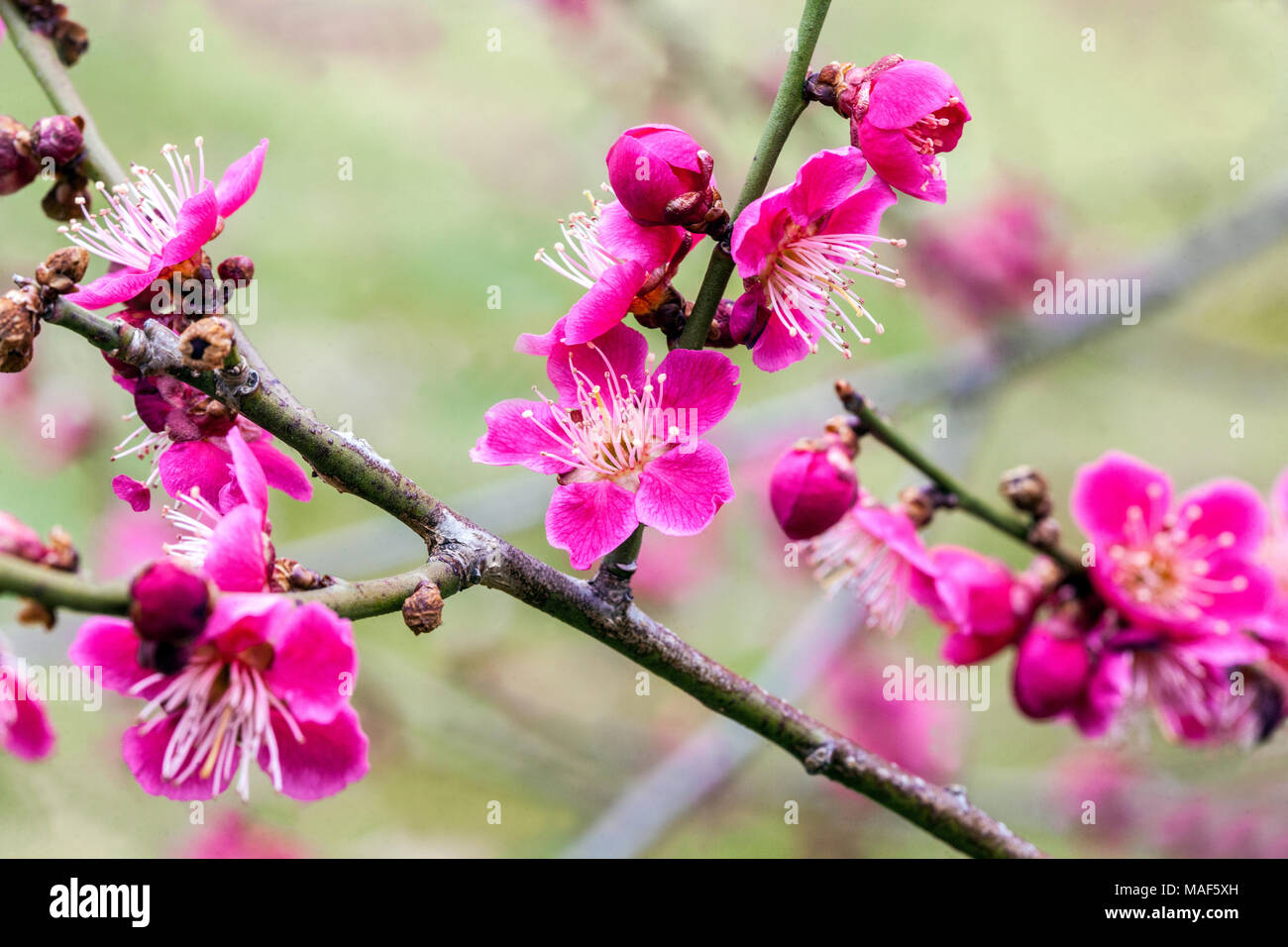 Prunus mume Beni chidori, sapere come la prugna cinese o giapponese albicocca in fiore Foto Stock
