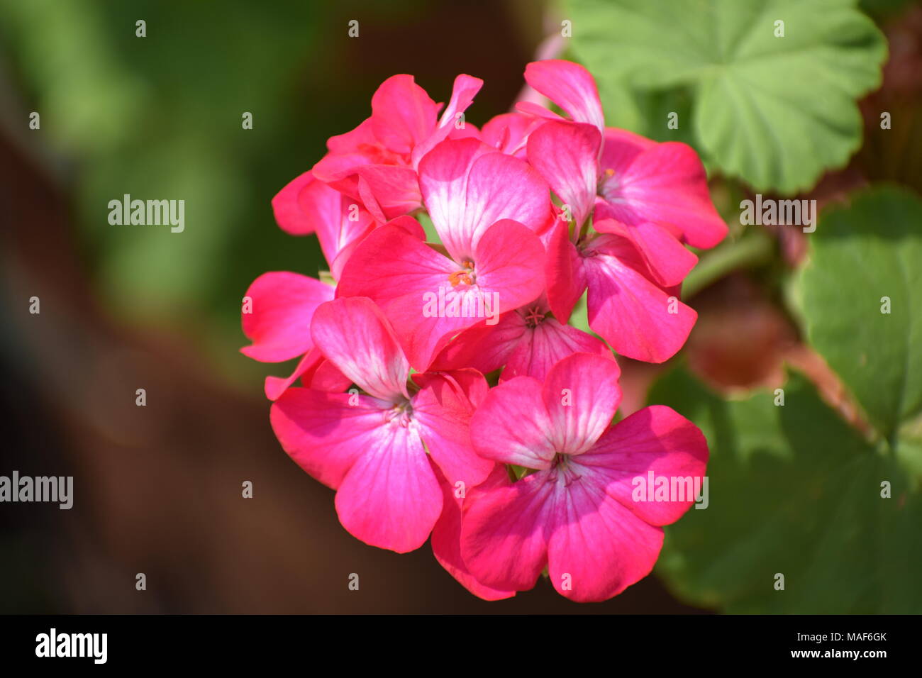 Lascia che la bellezza e la fragranza di un fiore di toccare la tua anima Foto Stock