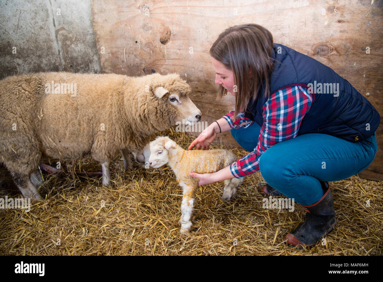 Jamie McCoy , agricoltore, con un nuovo nato agnello, sulla sua azienda agricola nelle zone rurali West Wales UK Foto Stock