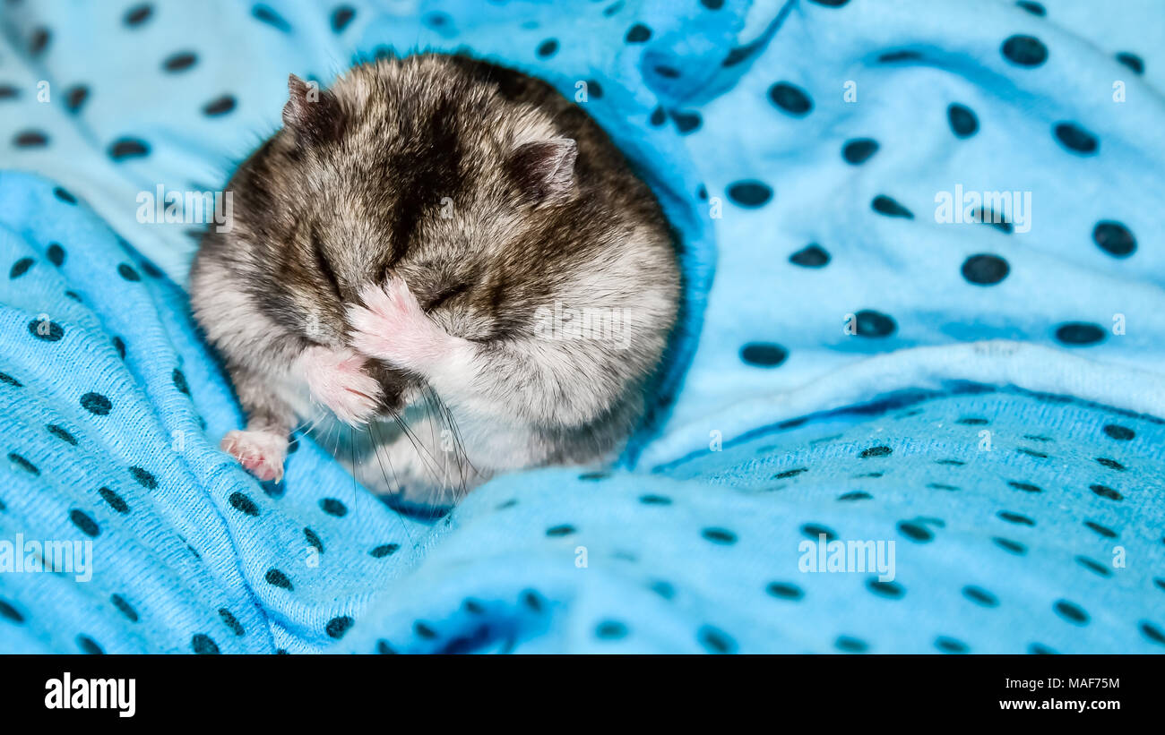 Piccolo criceto domestico criceto grigio lava su uno sfondo blu. Foto Stock