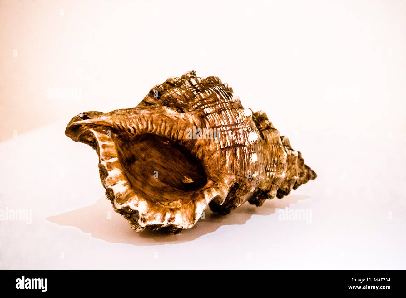 Große braune Muschelschale; conchiglia di mare Foto Stock