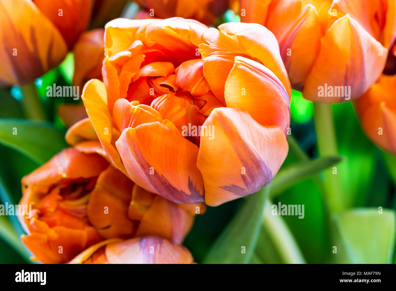 Mazzo di tulipani - rosso e giallo; Tulpenstrauß - rot und gelb Foto Stock