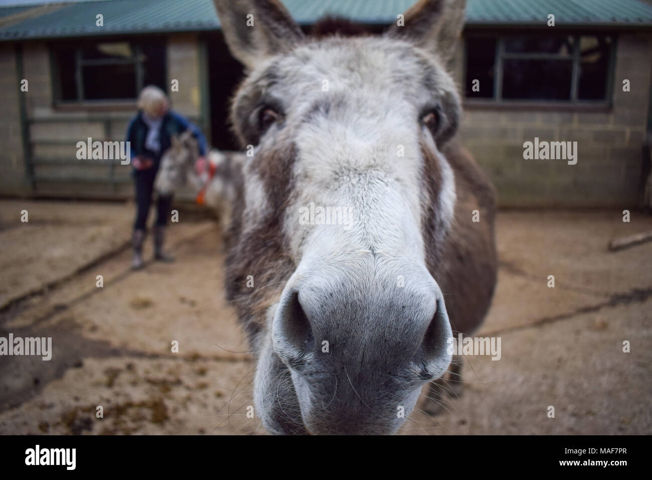 Donkey close up Foto Stock