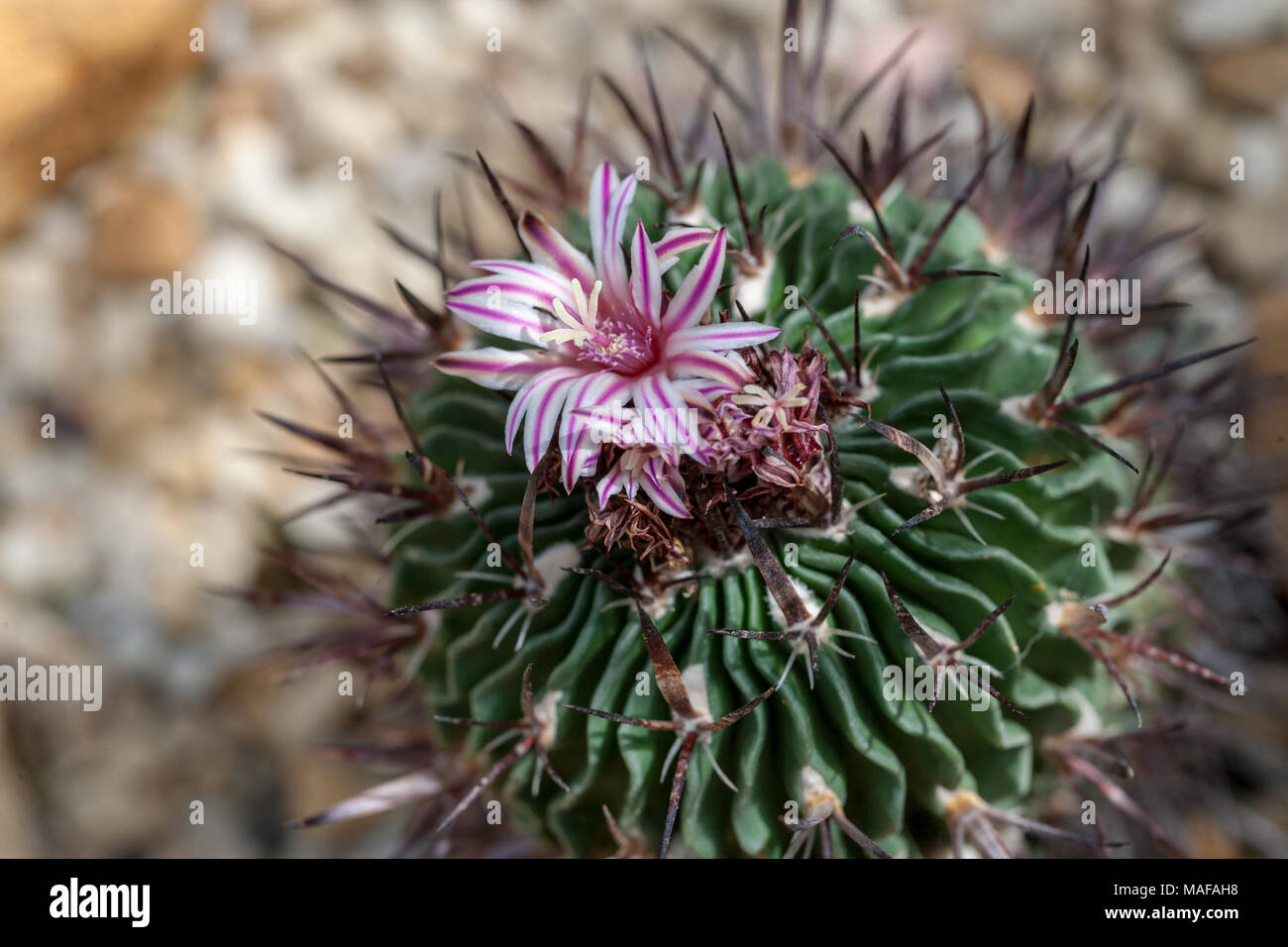 Cervello cactus, Skrynkelkaktus (Stenocactus crispatus) Foto Stock