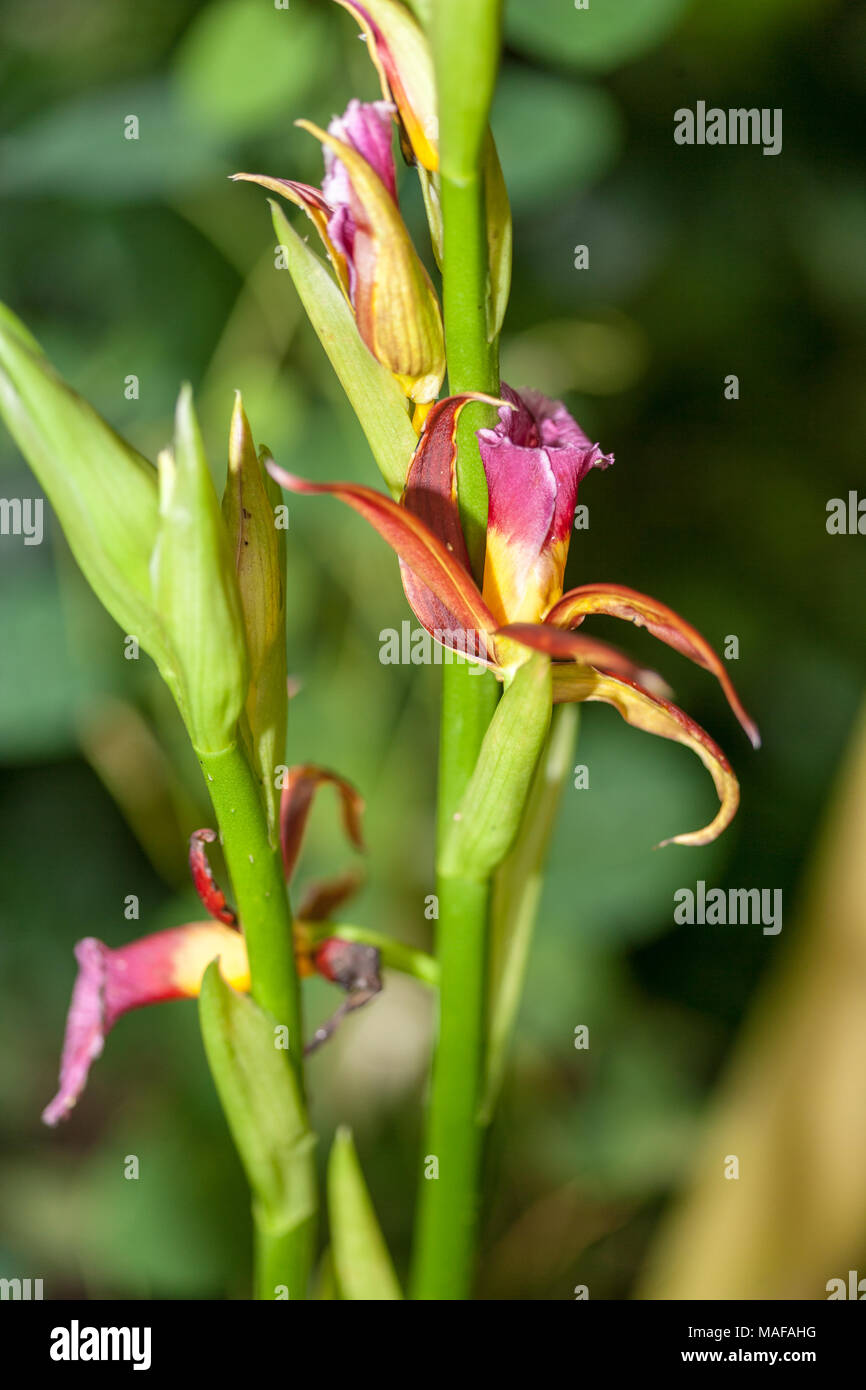 Maggiore Swamp-orchid, Fajus (Phaius tankervilleae) Foto Stock