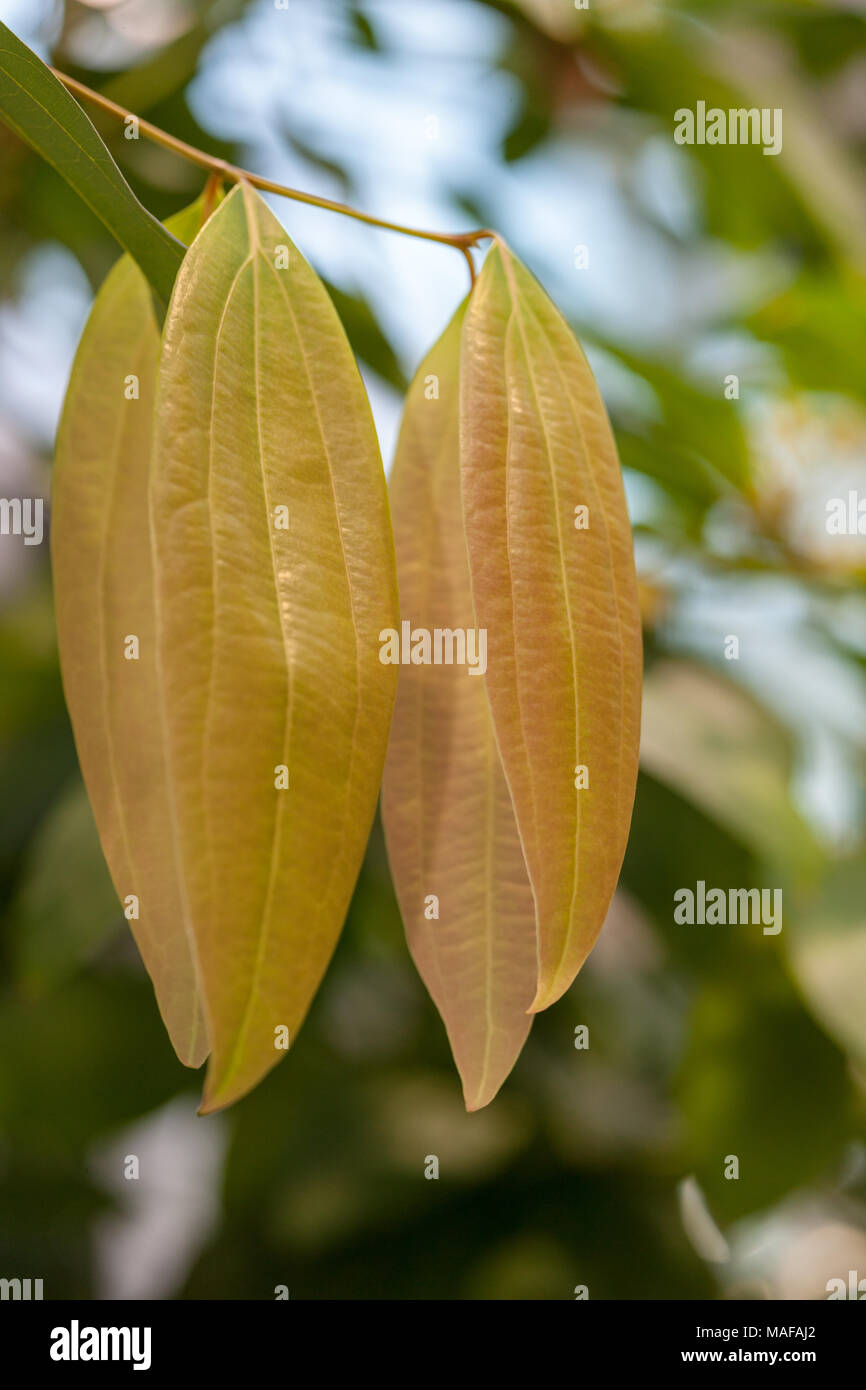 Vero cannella, Äkta kanel (Cinnamomum verum) Foto Stock