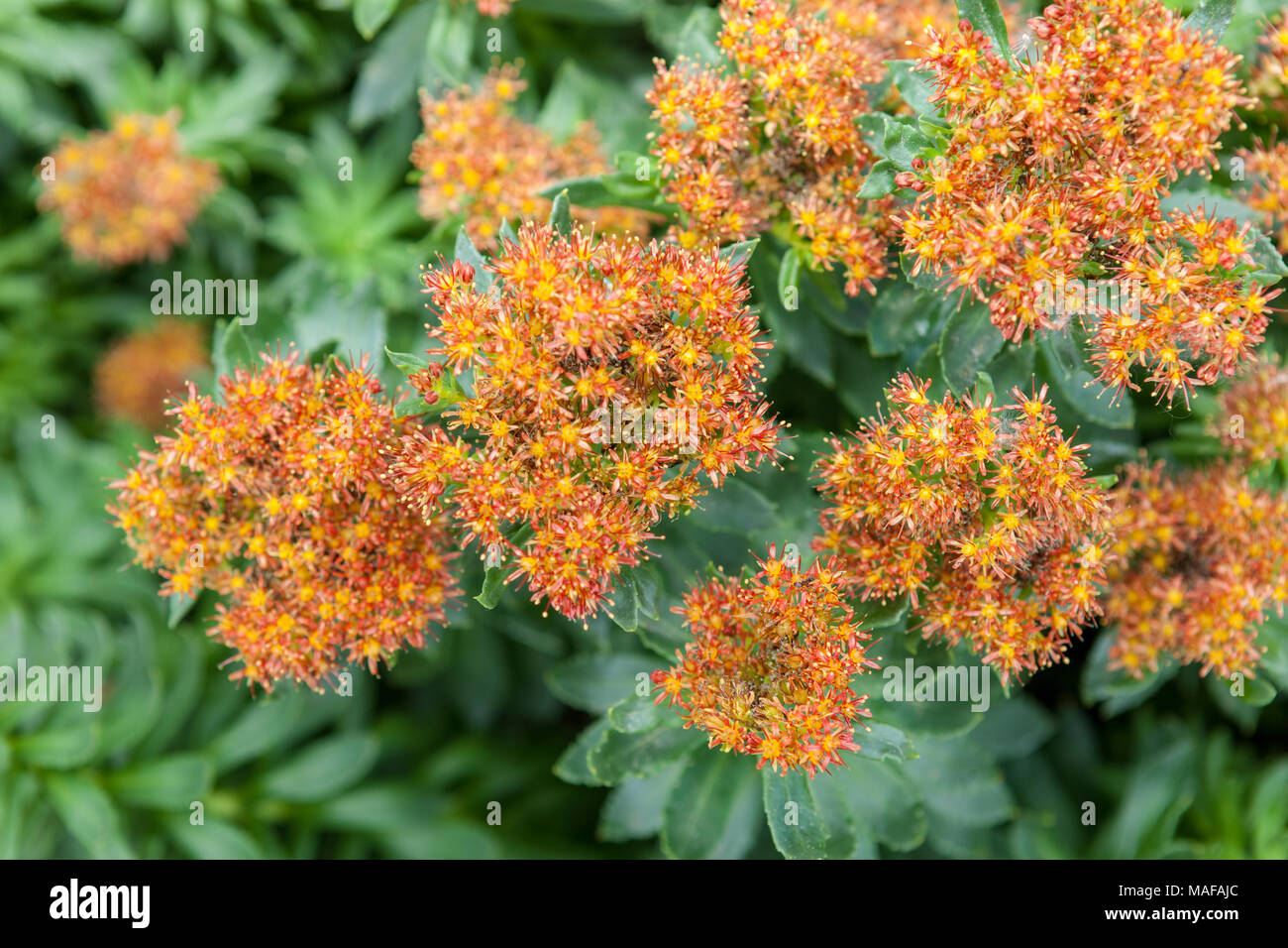 Radice dorata, Rosenrot (Sedum rosea x kirilowii) Foto Stock