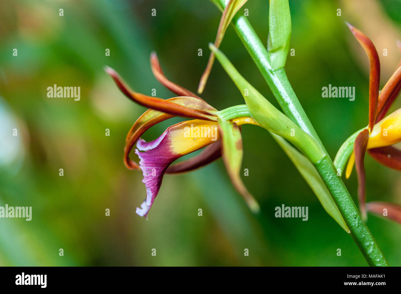 Maggiore Swamp-orchid, Fajus (Phaius tankervilleae) Foto Stock