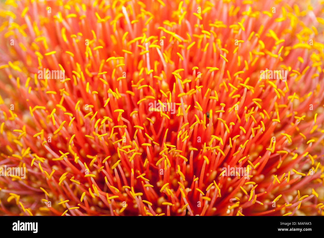 Pennello lily, Natal-lilja (Haemanthus natalensis) Foto Stock