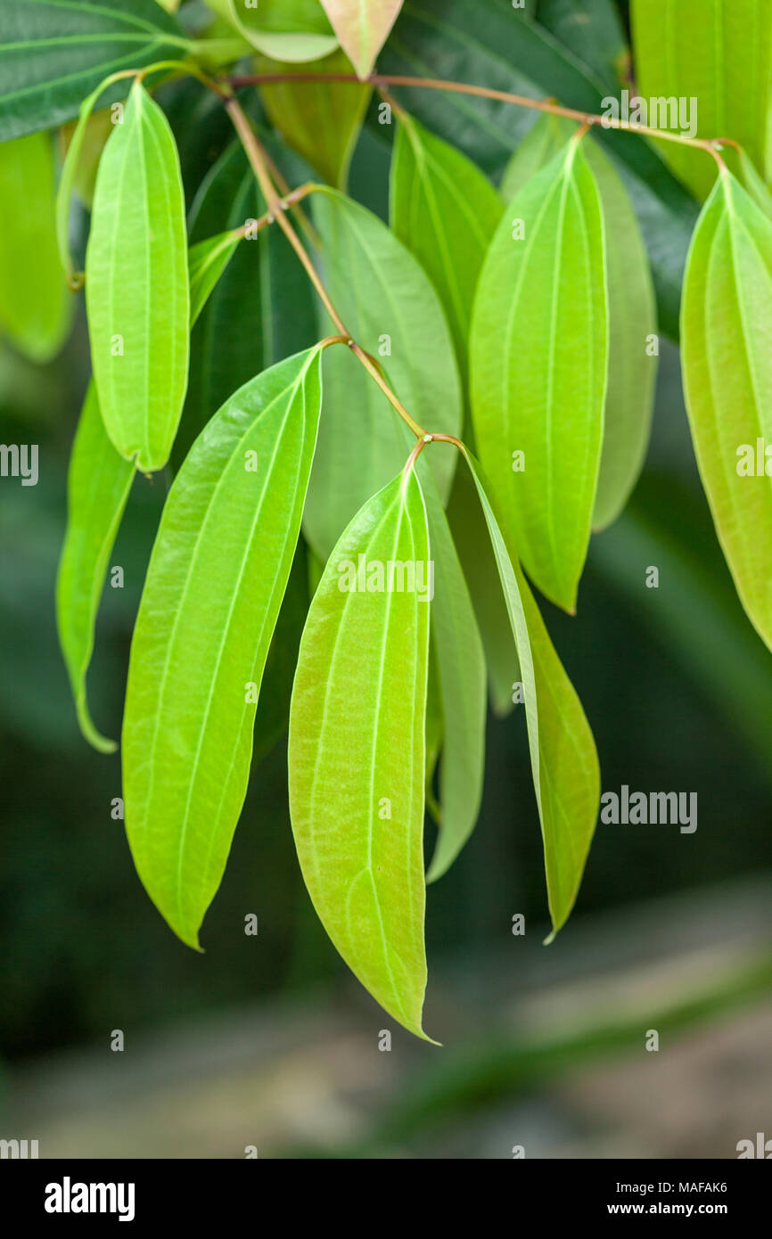 Vero cannella, Äkta kanel (Cinnamomum verum) Foto Stock